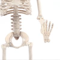 Gambar SUER 1 PC Party Supply Human Skeleton Photography Props Model Bone dari Sullack official undefined 2 Tokopedia