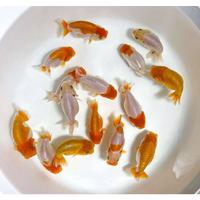 Gambar rancu rw bufallo / ikan mas koki rancu rw bufallo uk 8cm - L dari simanjuntak Goldfish undefined 2 Tokopedia