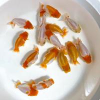 Gambar rancu rw bufallo / ikan mas koki rancu rw bufallo uk 8cm - L dari simanjuntak Goldfish undefined 5 Tokopedia