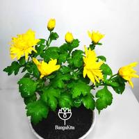 Gambar Tanaman Hias Bunga Krisan Kuning loktyu 7350yj dari LANCAX undefined 3 Tokopedia