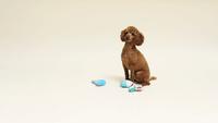 Gambar Fringe Studio Plush Dog Toy Set, Happy BARK-Day!, 3 Piece Set dari Pets USA undefined 2 Tokopedia