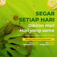 Gambar PAHA BAWAH ATAU CHICKEN DRUMSTICK / AYAM KARKAS SURABAYA dari Mracang Market undefined 3 Tokopedia