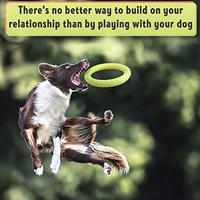 Gambar Dog Training Ring Fitness Tool Flying and Floatable Disc dari Pets USA undefined 5 Tokopedia