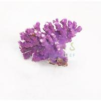Gambar TERPOPULER Coral Karang Api Ungu (Purple Fire Coral / Distichopora) dari Amber Shoes undefined 2 Tokopedia