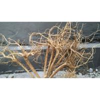 Gambar Akar Kayu Senggani Batang Hardscape Bonsai Aquascape Tanaman Aquarium dari Petshop Makassar Safari undefined 2 Tokopedia