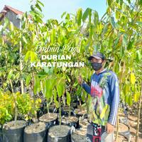 Gambar Bibit Durian karatungan Tinggi 2 meter Up dari Mafia Snack IM undefined 4 Tokopedia