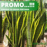 Gambar SANSIVERA LIDAH MERTUA - KUNING - SENSIVERA - TANAMAN HIAS INDOOR dari Dityonad undefined 1 Tokopedia