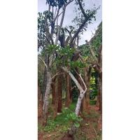 Gambar pohon trembesi tinggi 3 4 meter dari Aira flora &amp; landscape undefined 2 Tokopedia
