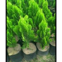 Gambar BB bibit bunga Cemara kipas benih pohon taman hias di dalam pot dari Markas Florist undefined 3 Tokopedia