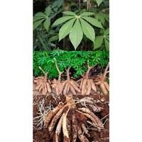 Gambar UU 1000 Gram Ubi Singkong Ketela Telo Pohon Kaspe Gaplek Ubi Prancis dari Markas Florist undefined 1 Tokopedia