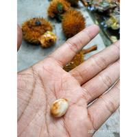 Gambar WW bibit pohon bendo, benda, artocarpus elasticus, tarra, terap, dari Markas Florist undefined 5 Tokopedia