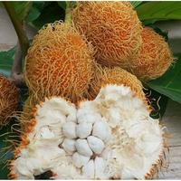 Gambar WW bibit pohon bendo, benda, artocarpus elasticus, tarra, terap, dari Markas Florist undefined 1 Tokopedia
