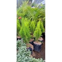 Gambar BB bibit bunga Cemara kipas benih pohon taman hias di dalam pot dari Markas Florist undefined 1 Tokopedia
