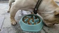 Gambar Slow Feeder Dog Bowls Slow Feeding Dog Bowl Small Medium dari Pets USA undefined 4 Tokopedia