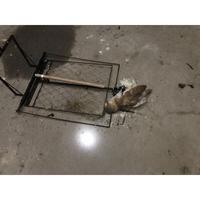 Gambar Jebakan Burung Hantu + Jaring / burhan / hama walet / perangkap burung dari Grafinomart undefined 1 Tokopedia