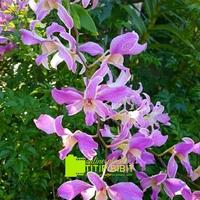 Gambar anggrek spesies dendrobium superbien tanaman bunga dari bakulkembang undefined 2 Tokopedia