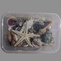 Gambar PAKET CANGKANG KERANG HIASAN AQUARIUM PRAKARYA ANAK SEKOLAH KERAJINAN dari HARUN BARU undefined 3 Tokopedia