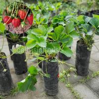 Gambar Tanaman Bibit Buah Strawberry Stroberi California (Sudah Berbuah) dari plantstaraid undefined 1 Tokopedia