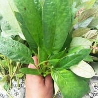 Gambar Daun Reundeu lalaban segar organik 1kg dari SJSTORE2 undefined 1 Tokopedia