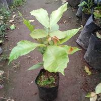 Gambar Bibit matoa / Pohon matoa / Buah matoa dari rajwastore4 undefined 2 Tokopedia