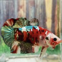 Gambar ikan cupang plakat rkc red koi copper male dari BETTA SHOP BOGOR.ID undefined 3 Tokopedia