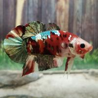 Gambar ikan cupang plakat rkc red koi copper male dari BETTA SHOP BOGOR.ID undefined 1 Tokopedia