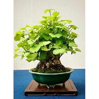 Gambar HST Seedcenter 5 Gram Benih Biji Ginkgo Gingko Biloba Bai Guo Pekoi dari Haste store undefined 3 Tokopedia