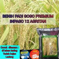 Gambar Best GOGO INPAGO12 AGRITAN benih padi super rajanya darat tahan kekeri dari Dirayatii undefined 2 Tokopedia