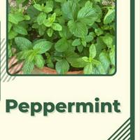 Gambar BIBIT PEPERMINT BENIH POHON MINT UNGGUL MURAH dari Sukses Terus Maju Jaya undefined 1 Tokopedia