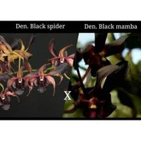 Gambar Dendrobium rajajowas gullso 3322br dari SURYA JA undefined 2 Tokopedia