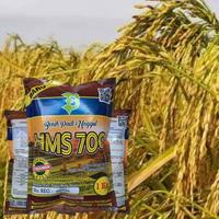 Gambar Benih Padi HMS 700 Unggulan kigwri 3594oe dari FORTCLASS undefined 2 Tokopedia