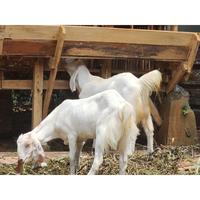 Gambar kambing etawa kambing senduro kambing bibit jual kambing putih Diskon dari azaleasho0p__ undefined 1 Tokopedia