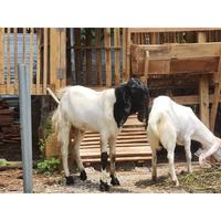 Gambar kambing etawa kambing senduro kambing bibit jual kambing putih Diskon dari azaleasho0p__ undefined 2 Tokopedia