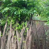 Gambar pohon Angsana tinggi 3meter ready dari flora taman hias undefined 2 Tokopedia