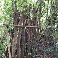 Gambar Pohon Angsana dari flora taman hias undefined 1 Tokopedia