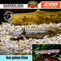 Gambar ikan palmas endlicery/ikan naga hitam/ikan predator/hiasan aquarium dari KIRNAA STORE undefined 1 Tokopedia