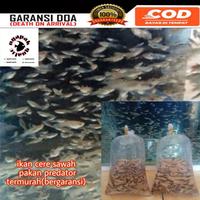 Gambar ikan cere sawah pakan predator dari KIRNAA STORE undefined 1 Tokopedia