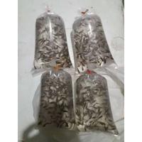 Gambar ikan cere sawah pakan predator dari KIRNAA STORE undefined 3 Tokopedia