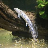 Gambar ikan palmas endlicery/ikan naga hitam/ikan predator/hiasan aquarium dari KIRNAA STORE undefined 2 Tokopedia