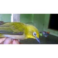 Gambar Burung P l e c i Buxtoni Gunung Karang dari Uvartaz undefined 1 Tokopedia
