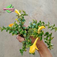 Gambar EJ606 Lipstik bunga kuning LANGKA - Tanaman hias gantung dari gamepoly28 undefined 4 Tokopedia