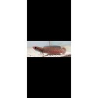 Gambar chana channa red andrao dari azdifebbryansyah undefined 3 Tokopedia