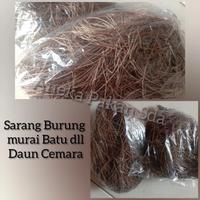 Gambar Sarang Burung Murai Batu daun Cemara murah!! dari Lutfiia undefined 1 Tokopedia