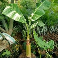 Gambar Bibit Pisang Emas Variegata Asli Unik Dan Langka Rasa Buah Manis Enak dari Vanzhafan undefined 1 Tokopedia