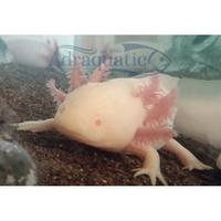 Gambar BANDUNG AXOLOTL ALBINO MATA MERAH DOGFISH SALAMANDER WALKING FISH dari cordelia_ undefined 1 Tokopedia