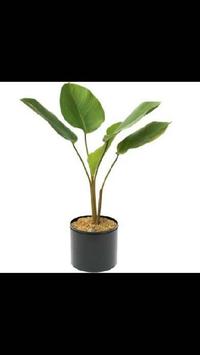 Gambar Ready Tanaman Calathea Lutea Tahan Panas Untuk Taman Minimalis dari tokoku jaya berkah undefined 2 Tokopedia