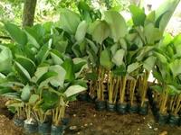 Gambar Ready Tanaman Calathea Lutea Tahan Panas Untuk Taman Minimalis dari tokoku jaya berkah undefined 1 Tokopedia