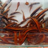 Gambar ikan channa red barito grade a 7-8cm - 26-27cm - 26-27cm dari localpride27 undefined 5 Tokopedia