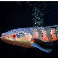 Gambar ikan channa red barito grade a 7-8cm - 26-27cm - 26-27cm dari localpride27 undefined 3 Tokopedia