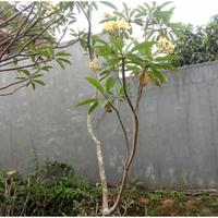 Gambar tanaman kamboja bali bunga kuning tinggi 2 meter pohon kamboja dari savitaq undefined 1 Tokopedia